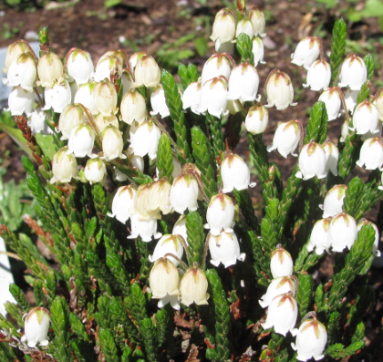 Cassiope 'Edinburgh'